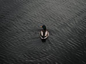 Preview wallpaper duck, bird, water, waves, aerial view