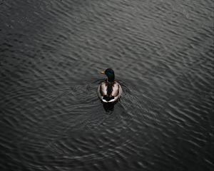 Preview wallpaper duck, bird, water, waves, aerial view