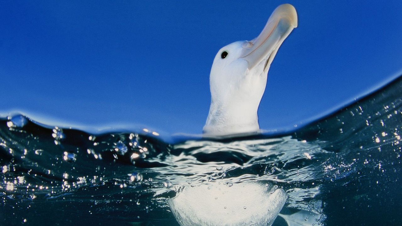 Wallpaper duck, bird, water, sea, swim