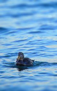 Preview wallpaper duck, bird, water, waves, wet