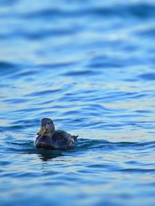 Preview wallpaper duck, bird, water, waves, wet