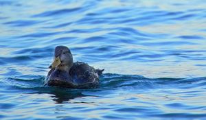 Preview wallpaper duck, bird, water, waves, wet