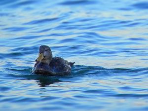 Preview wallpaper duck, bird, water, waves, wet