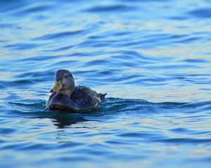 Preview wallpaper duck, bird, water, waves, wet