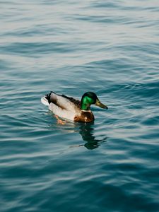 Duck old mobile, cell phone, smartphone wallpapers hd, desktop backgrounds  240x320, images and pictures