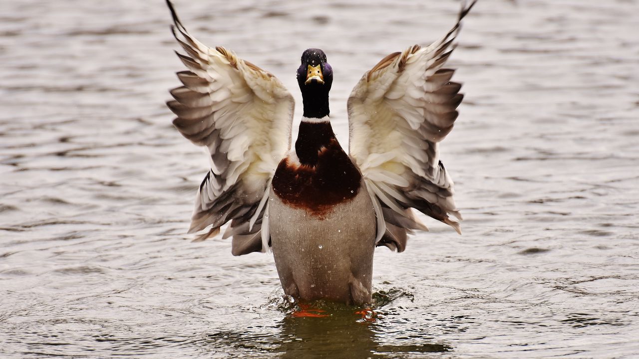 Wallpaper duck, bird, wings, water