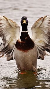 Preview wallpaper duck, bird, wings, water