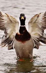 Preview wallpaper duck, bird, wings, water