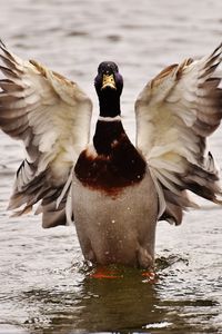 Preview wallpaper duck, bird, wings, water