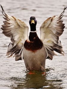 Preview wallpaper duck, bird, wings, water