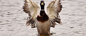 Preview wallpaper duck, bird, wings, water