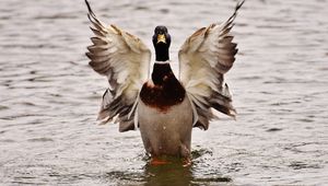 Preview wallpaper duck, bird, wings, water
