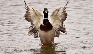 Preview wallpaper duck, bird, wings, water