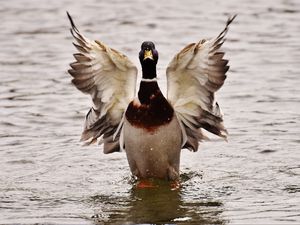 Preview wallpaper duck, bird, wings, water