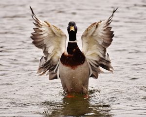 Preview wallpaper duck, bird, wings, water