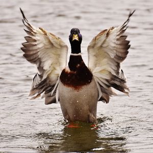 Preview wallpaper duck, bird, wings, water