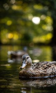 Preview wallpaper duck, birds, lake, water