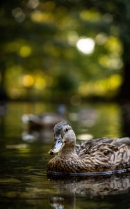 Preview wallpaper duck, birds, lake, water