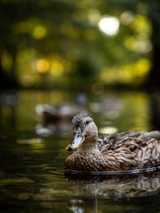 Preview wallpaper duck, birds, lake, water