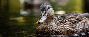 Preview wallpaper duck, birds, lake, water