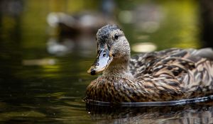 Preview wallpaper duck, birds, lake, water