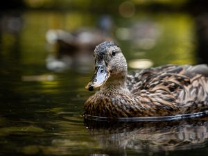 Preview wallpaper duck, birds, lake, water