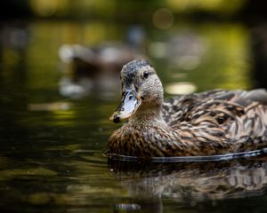 Preview wallpaper duck, birds, lake, water