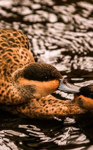 Preview wallpaper duck, couple, swim, water, birds