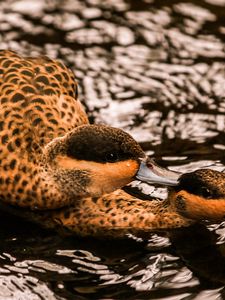 Preview wallpaper duck, couple, swim, water, birds