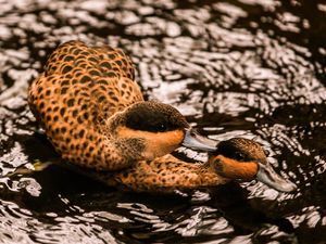 Preview wallpaper duck, couple, swim, water, birds