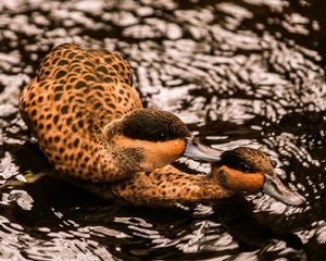 Preview wallpaper duck, couple, swim, water, birds