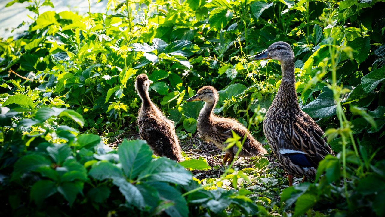 Wallpaper duck, duckling, birds, leaves