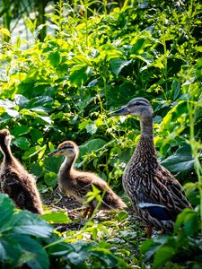 Preview wallpaper duck, duckling, birds, leaves