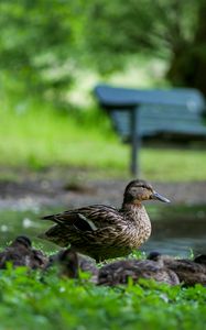 Preview wallpaper duck, ducklings, birds, grass