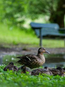 Preview wallpaper duck, ducklings, birds, grass