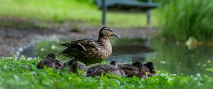 Preview wallpaper duck, ducklings, birds, grass