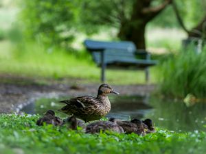 Preview wallpaper duck, ducklings, birds, grass