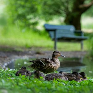 Preview wallpaper duck, ducklings, birds, grass