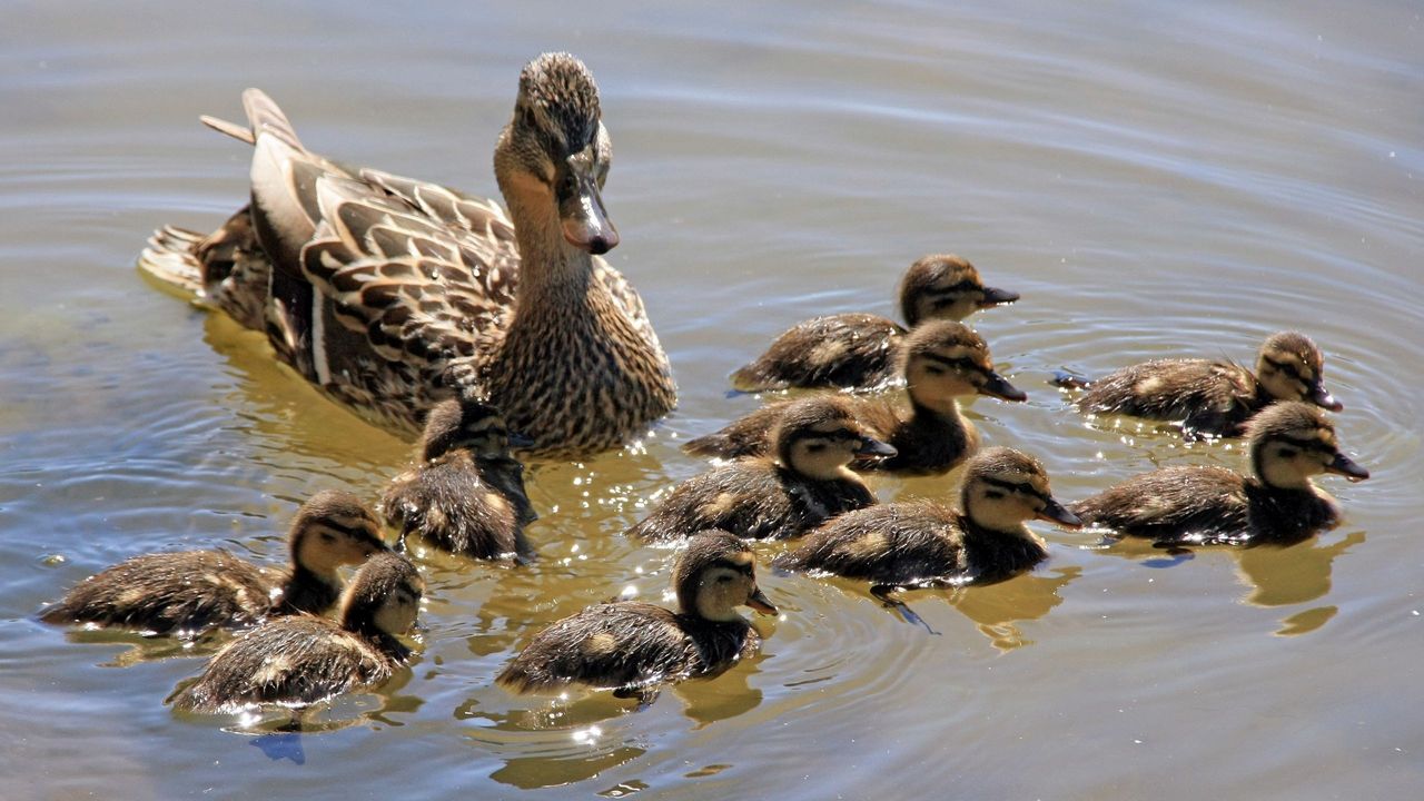 Wallpaper duck, family, many, swim