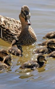 Preview wallpaper duck, family, many, swim