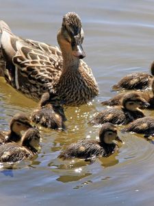 Preview wallpaper duck, family, many, swim