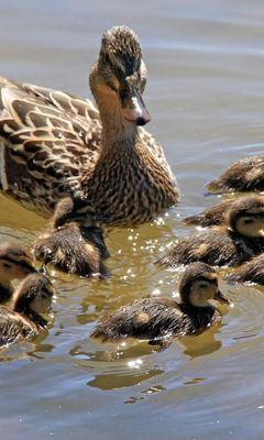 Download wallpaper 240x400 duck, family, many, swim nokia asha 311 ...