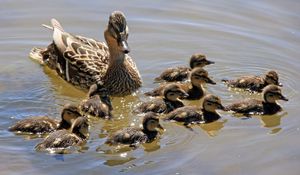 Preview wallpaper duck, family, many, swim