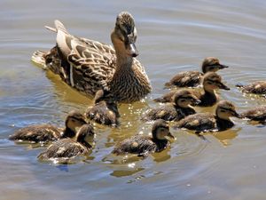 Preview wallpaper duck, family, many, swim