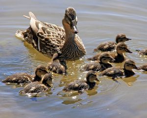 Preview wallpaper duck, family, many, swim