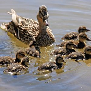 Preview wallpaper duck, family, many, swim