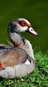 Preview wallpaper duck, feathers, grass, lake, lie