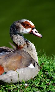 Preview wallpaper duck, feathers, grass, lake, lie