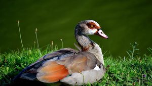 Preview wallpaper duck, feathers, grass, lake, lie