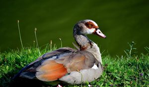 Preview wallpaper duck, feathers, grass, lake, lie